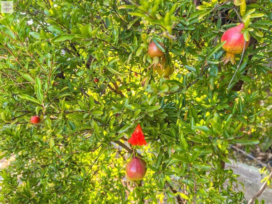 Finca Tierra Sana 埃斯特波纳 外观 照片